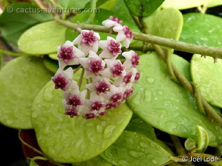Hoya obovata JL P1110208