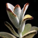 Kalanchoe tomentosa