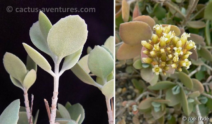 Kalanchoe hildebrandtii P1220469