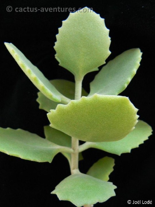Kalanchoe millotii P1230142