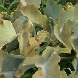 Kalanchoe beharensis coll.JL (available in various sizes / disponibles en plusieurs tailles)