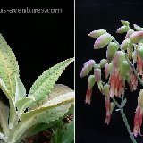 Kalanchoe gastonis-bonnieri ©JLcoll.2263.jpg