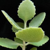 Kalanchoe millotii P1230142.JPG