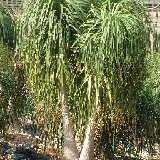 Nolina recurvata Dscf1267.jpg
