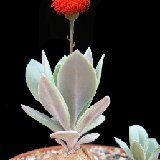 Senecio grantii (caudex)