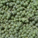 Senecio rowleyanus JL coll.