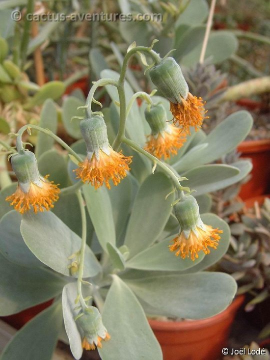 Senecio amaniensis DSCF1187