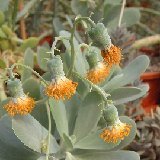Senecio amaniensis DSCF1187.JPG