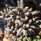 Tylecodon buchholzianus v. fasciculatus, Augrabies Hills Dscf3224.jpg