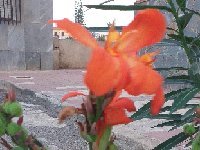 Canna indica MCA 20251014 192435  Canna indida (Cannaceae)