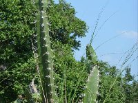 Acanthocereus baxaniensis Los Bajos VC JL DSC 0019  Acanthocereus baxaniensis, Los Bajos Veracruz JL014 NOT tetragonus