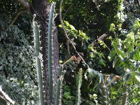 Acanthocereus baxaniensis Los Bajos VC JL DSC 0024  Acanthocereus baxaniensis, Los Bajos Veracruz JL031 NOT tetragonus (also by 50 seeds)