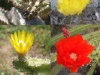 - Corryocactus mix  Corryocactus mixold seeds  0.1 € 200 seeds