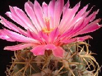 Coryphantha elephantidens ©JL Dscf2393  Coryphantha elephantidens DH594/90 (FA ex AdB)
