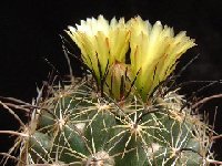 Coryphantha pseudonickelsiae indensis, Lau1206, Inde, Durango, Mexico, 1900m alt ©JL810  Coryphantha pseudonickelsiae indensis, Lau1206, Inde, Durango, MX, 1900m alt.