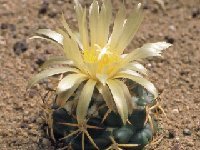 Coryphantha pycnacantha v. andreae ©JLcoll.785  Coryphantha pycnacantha v. andreae FA exJL194