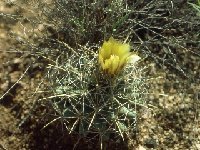 Coryphantha robustispina scheeri Organ Mts NM -042  Coryphantha robustispina scheeri SB843 Brewster Co., Texas, USA