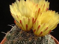 Coryphantha sulcata ©JLcoll.862  Coryphantha sulcata SB 389, Kimble Co, Texas, or SB486, Valverde Co, Tex, USA also by 100/250