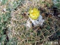 Coryphantha sulcolanata ©JLcoll.863  Coryphantha sulcolanata FA ex AIAPS †