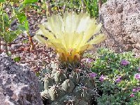 Coryphantha vaupeliana GFM1c  Coryphantha vaupeliana SB716 FA †