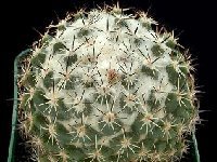 Coryphantha voghterriana ©Georges Marchand  Coryphantha voghterriana HW