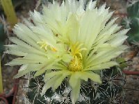 Coryphantha reduncispina ©F.Arnaud  Coryphantha reduncispina FA+JLcoll.831