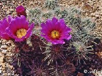 Echinocereus stramineus Cactus Park TF JL1278  Echinocereus stramineus JL1278