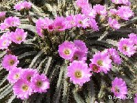Echinocereus pentalophus JLcoll.1236  Echinocereus pentalophus JLcoll.1236 also by 100
