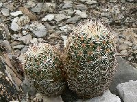 Echinocereus reichenbachii albispinus Huasteca canyon NL MX JL P1270151  Echinocereus reichenbachii albispinus ex PC
