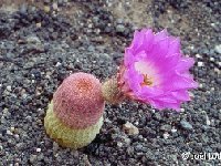 Echinocereus rigidissimus rubispinus Lau088 JL1255  Echinocereus rigidissimus rubispinus Lau088 Sierra Obscura, Chih., MX PC also by 100-1000