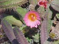 Echinocereus scheeri gentryi JLcoll.1262  Echinocereus scheeri ssp. gentryi L087 Sierra Obscura, Chih.-Son. MX