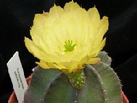 Echinocereus subinermis JLcoll.1280  Echinocereus subinermis PC+FA also by 100 seeds