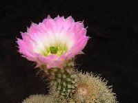 Echinocereus websterianus Dscf6005  Echinocereus websterianus Lau 098 (BC, Mexico) ex P.Charbonnier