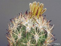 Echinomastus unguispinus lauii ©Georges Marchand  Echinomastus unguispinus lauii FA (ex Piltz336) Salinas, SLP, Mexico