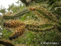 Leptocereus