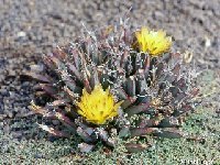 Leuchtenbergia