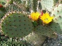 Opuntia carstenii (arrastradillo) P1090136  Opuntia carstenii (rarely proposed) JLcoll. ex Marnier-Lapostolle †very small quantity