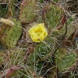 Opuntia charlestonensis cf. Az ©JLcoll.4861  Opuntia charlestonensis cf. Arizona, USA JLcoll.4861 (frost hardy)