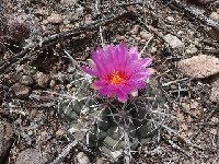 Thelocactus bicolor heterochromus-Minas de Navidad, Durango (3) CA  Thelocactus bicolor heterochromus FA