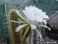 Trichocxereus hybride seeds with Echinopsis hybr. FA (211)  Trichocereus camaguensis hybr. with Echinopsis hybr. FA also by 100 seeds