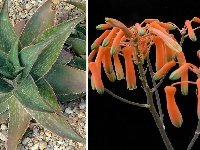 Aloe striata hybr ©JLcoll.4872  Aloe striata hybr. JLcoll.4872