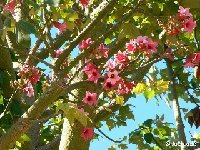 BRACHYCHITON (Sterculiaceae)